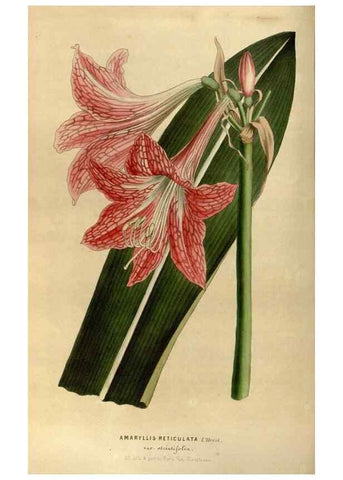 Reproducción/Reproduction 49492652146: Flore des serres et des jardins de l'Europe. A Gand :chez Louis van Houtte, eÌditeur,1845-1880.. 