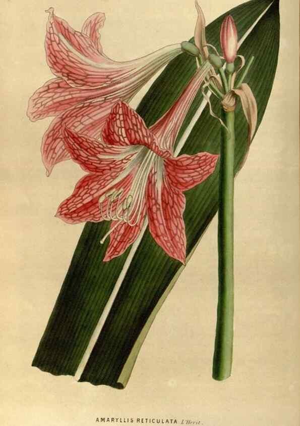 Reproducción/Reproduction 49492652146: Flore des serres et des jardins de l'Europe. A Gand :chez Louis van Houtte, eÌditeur,1845-1880.. 