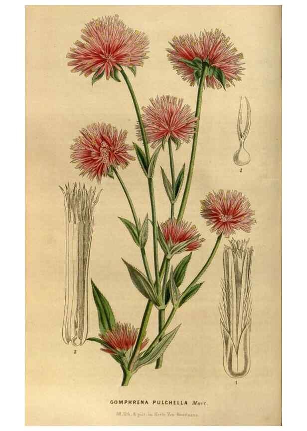 Reproducción/Reproduction 49492652581: Flore des serres et des jardins de l'Europe. A Gand :chez Louis van Houtte, eÌditeur,1845-1880.. 