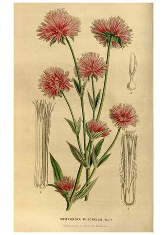Reproducción/Reproduction 49492652581: Flore des serres et des jardins de l'Europe. A Gand :chez Louis van Houtte, eÌditeur,1845-1880.. 