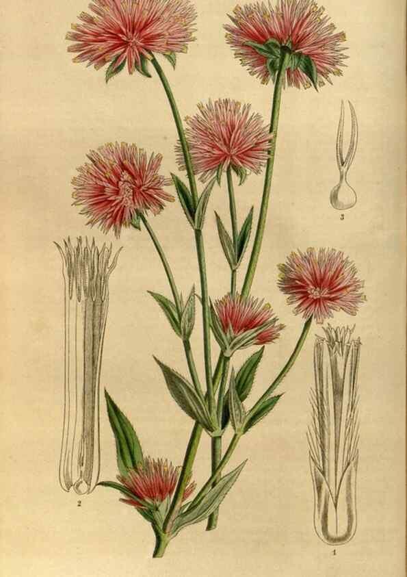Reproducción/Reproduction 49492652581: Flore des serres et des jardins de l'Europe. A Gand :chez Louis van Houtte, eÌditeur,1845-1880.. 