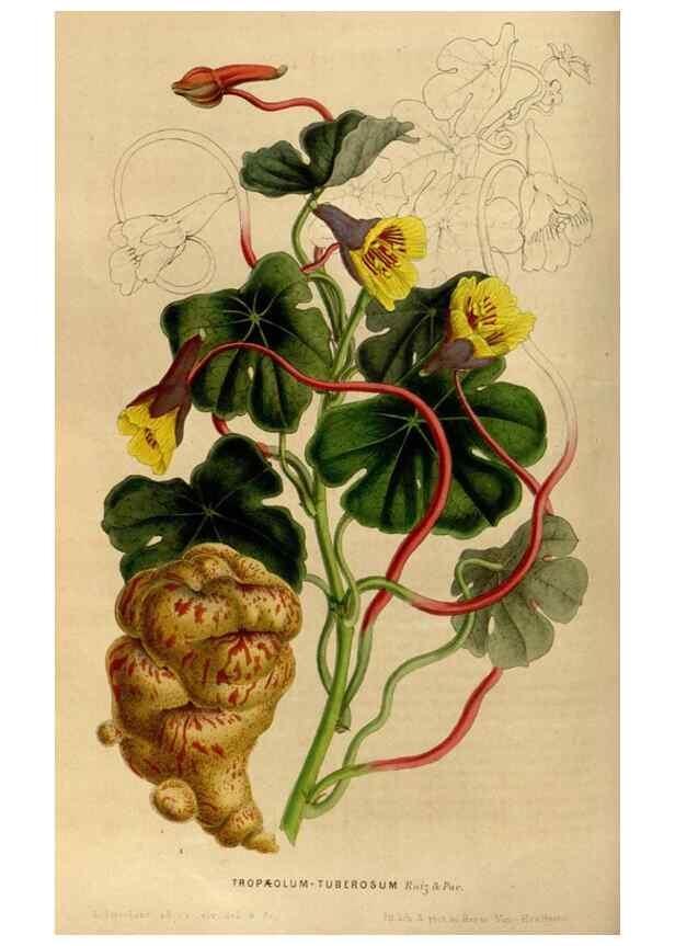Reproducción/Reproduction 49492863797: Flore des serres et des jardins de l'Europe. A Gand :chez Louis van Houtte, eÌditeur,1845-1880.. 