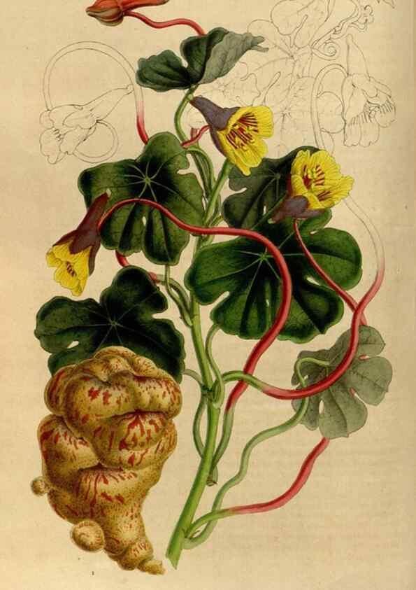 Reproducción/Reproduction 49492863797: Flore des serres et des jardins de l'Europe. A Gand :chez Louis van Houtte, eÌditeur,1845-1880.. 
