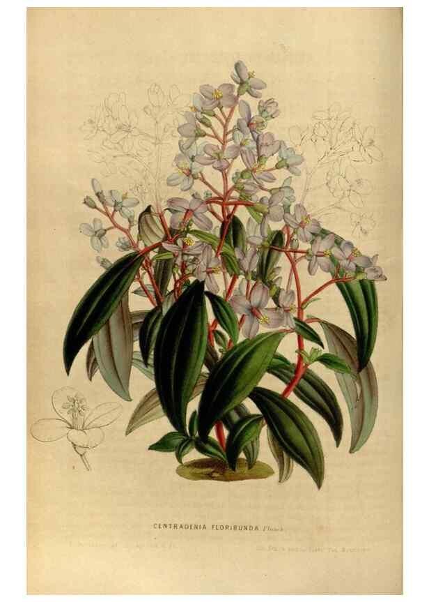 Reproducción/Reproduction 49492864277: Flore des serres et des jardins de l'Europe. A Gand :chez Louis van Houtte, eÌditeur,1845-1880.. 
