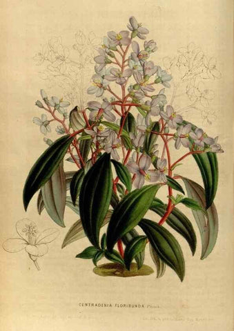 Reproducción/Reproduction 49492864277: Flore des serres et des jardins de l'Europe. A Gand :chez Louis van Houtte, eÌditeur,1845-1880.. 
