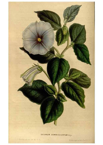 Reproducción/Reproduction 49492653646: Flore des serres et des jardins de l'Europe. A Gand :chez Louis van Houtte, eÌditeur,1845-1880.. 
