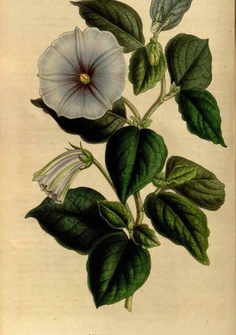 Reproducción/Reproduction 49492653646: Flore des serres et des jardins de l'Europe. A Gand :chez Louis van Houtte, eÌditeur,1845-1880.. 