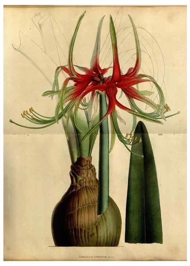 Reproducción/Reproduction 49492865017: Flore des serres et des jardins de l'Europe. A Gand :chez Louis van Houtte, eÌditeur,1845-1880.. 