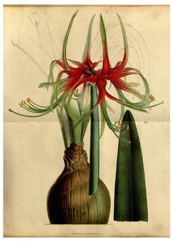 Reproducción/Reproduction 49492865017: Flore des serres et des jardins de l'Europe. A Gand :chez Louis van Houtte, eÌditeur,1845-1880.. 