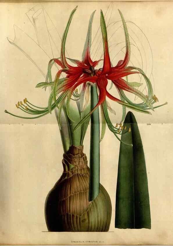Reproducción/Reproduction 49492865017: Flore des serres et des jardins de l'Europe. A Gand :chez Louis van Houtte, eÌditeur,1845-1880.. 