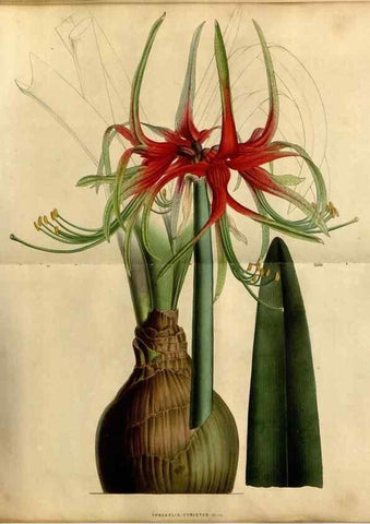Reproducción/Reproduction 49492865017: Flore des serres et des jardins de l'Europe. A Gand :chez Louis van Houtte, eÌditeur,1845-1880.. 