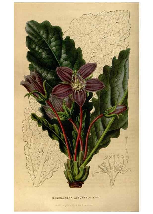 Reproducción/Reproduction 49492654341: Flore des serres et des jardins de l'Europe. A Gand :chez Louis van Houtte, eÌditeur,1845-1880.. 