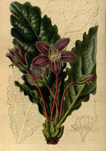 Reproducción/Reproduction 49492654341: Flore des serres et des jardins de l'Europe. A Gand :chez Louis van Houtte, eÌditeur,1845-1880.. 