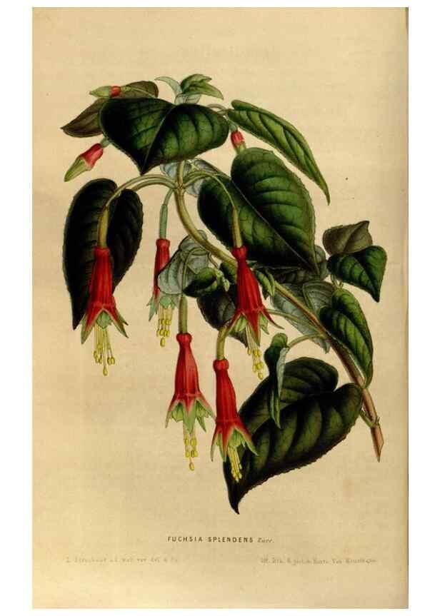 Reproducción/Reproduction 49492865942: Flore des serres et des jardins de l'Europe. A Gand :chez Louis van Houtte, eÌditeur,1845-1880.. 