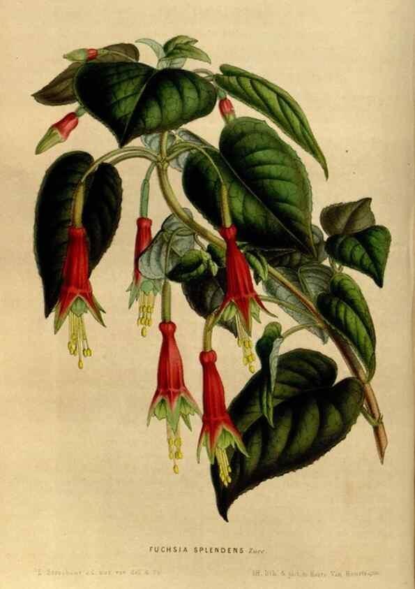 Reproducción/Reproduction 49492865942: Flore des serres et des jardins de l'Europe. A Gand :chez Louis van Houtte, eÌditeur,1845-1880.. 