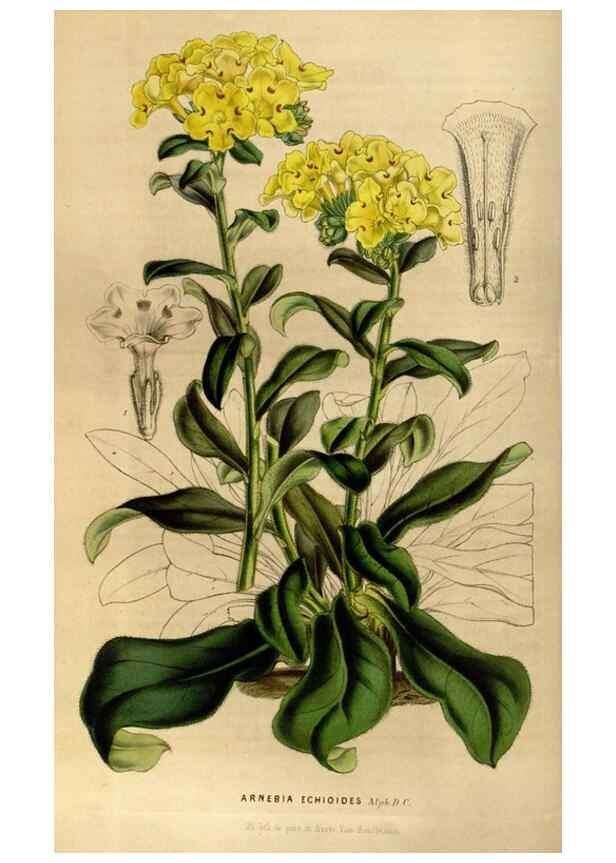 Reproducción/Reproduction 49492866312: Flore des serres et des jardins de l'Europe. A Gand :chez Louis van Houtte, eÌditeur,1845-1880.. 