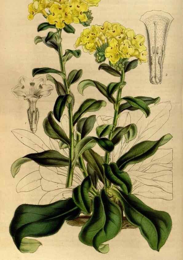 Reproducción/Reproduction 49492866312: Flore des serres et des jardins de l'Europe. A Gand :chez Louis van Houtte, eÌditeur,1845-1880.. 