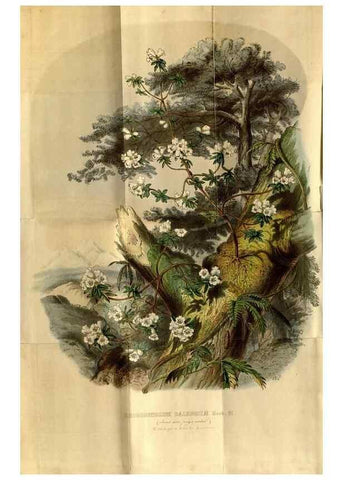 Reproducción/Reproduction 49492866827: Flore des serres et des jardins de l'Europe. A Gand :chez Louis van Houtte, eÌditeur,1845-1880.. 