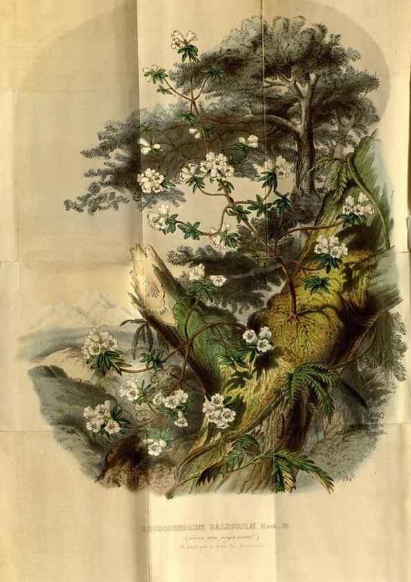 Reproducción/Reproduction 49492866827: Flore des serres et des jardins de l'Europe. A Gand :chez Louis van Houtte, eÌditeur,1845-1880.. 