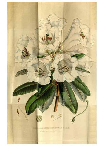 Reproducción/Reproduction 49492655971: Flore des serres et des jardins de l'Europe. A Gand :chez Louis van Houtte, eÌditeur,1845-1880.. 