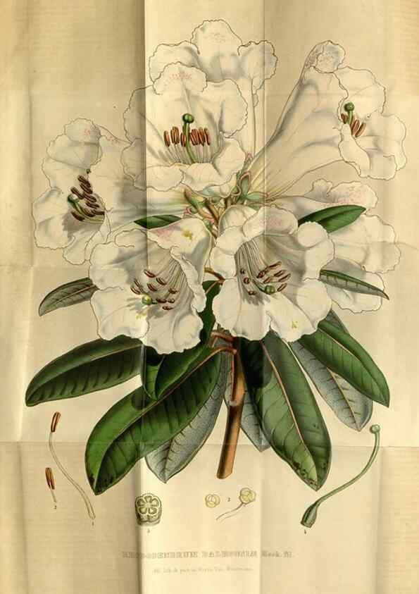 Reproducción/Reproduction 49492655971: Flore des serres et des jardins de l'Europe. A Gand :chez Louis van Houtte, eÌditeur,1845-1880.. 