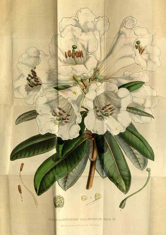 Reproducción/Reproduction 49492655971: Flore des serres et des jardins de l'Europe. A Gand :chez Louis van Houtte, eÌditeur,1845-1880.. 