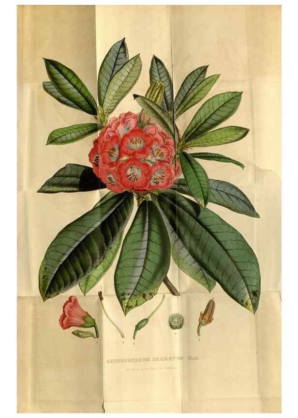 Reproducción/Reproduction 49492656271: Flore des serres et des jardins de l'Europe. A Gand :chez Louis van Houtte, eÌditeur,1845-1880.. 