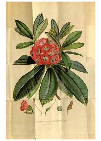 Reproducción/Reproduction 49492656271: Flore des serres et des jardins de l'Europe. A Gand :chez Louis van Houtte, eÌditeur,1845-1880.. 