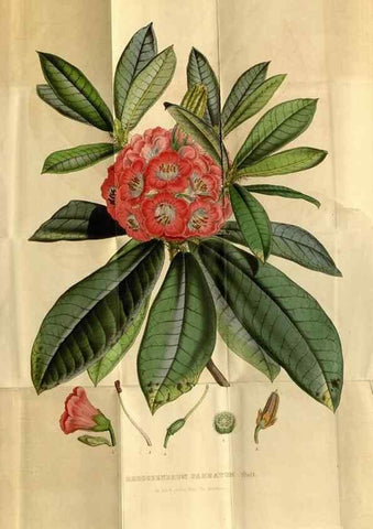 Reproducción/Reproduction 49492656271: Flore des serres et des jardins de l'Europe. A Gand :chez Louis van Houtte, eÌditeur,1845-1880.. 