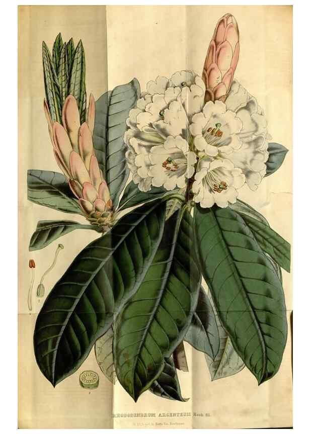 Reproducción/Reproduction 49492156363: Flore des serres et des jardins de l'Europe. A Gand :chez Louis van Houtte, eÌditeur,1845-1880.. 