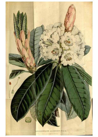 Reproducción/Reproduction 49492156363: Flore des serres et des jardins de l'Europe. A Gand :chez Louis van Houtte, eÌditeur,1845-1880.. 