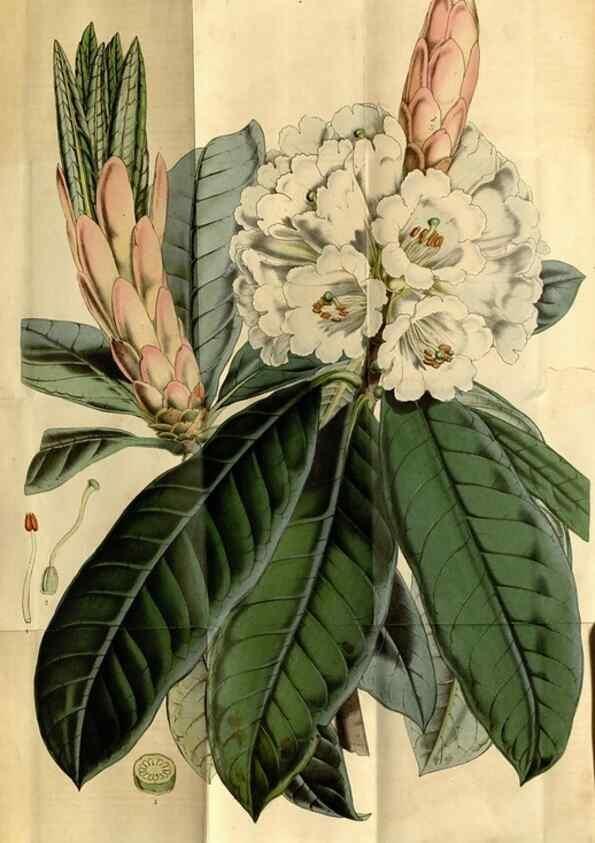 Reproducción/Reproduction 49492156363: Flore des serres et des jardins de l'Europe. A Gand :chez Louis van Houtte, eÌditeur,1845-1880.. 