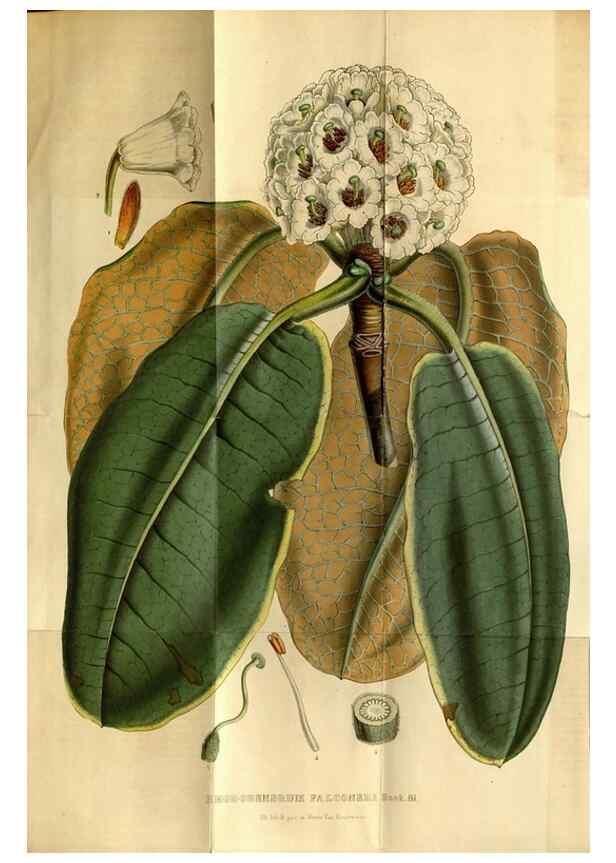 Reproducción/Reproduction 49492868262: Flore des serres et des jardins de l'Europe. A Gand :chez Louis van Houtte, eÌditeur,1845-1880.. 