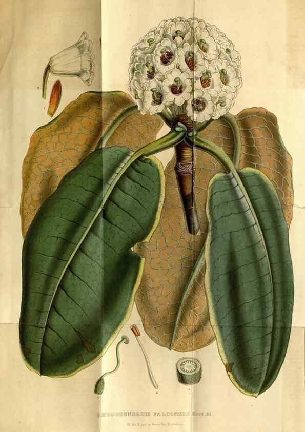 Reproducción/Reproduction 49492868262: Flore des serres et des jardins de l'Europe. A Gand :chez Louis van Houtte, eÌditeur,1845-1880.. 