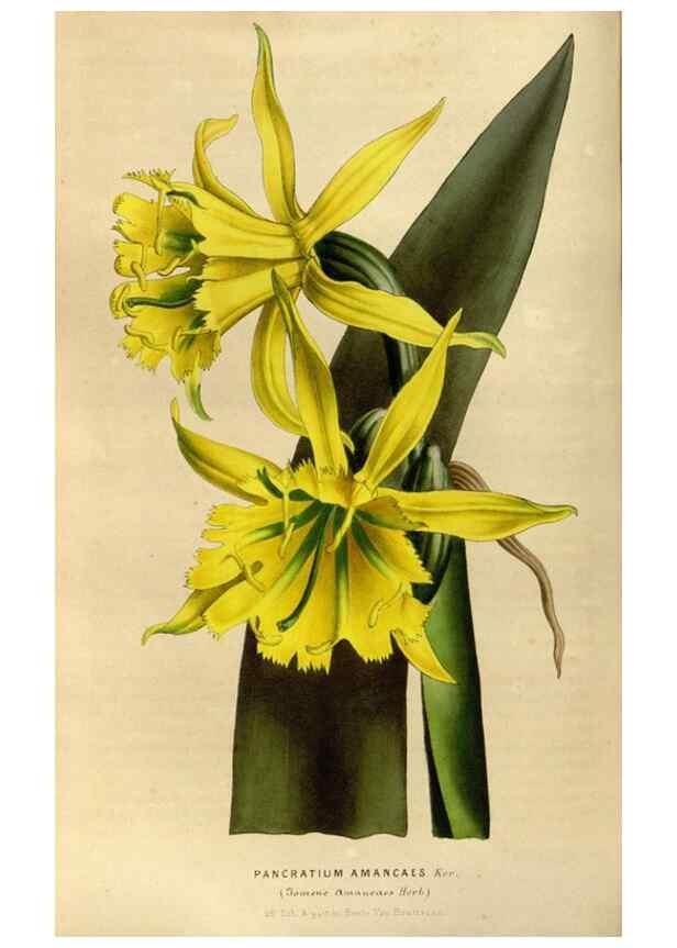 Reproducción/Reproduction 49492862497: Flore des serres et des jardins de l'Europe. A Gand :chez Louis van Houtte, eÌditeur,1845-1880.. 
