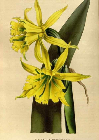 Reproducción/Reproduction 49492862497: Flore des serres et des jardins de l'Europe. A Gand :chez Louis van Houtte, eÌditeur,1845-1880.. 