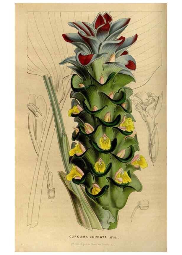 Reproducción/Reproduction 49492651391: Flore des serres et des jardins de l'Europe. A Gand :chez Louis van Houtte, eÌditeur,1845-1880.. 