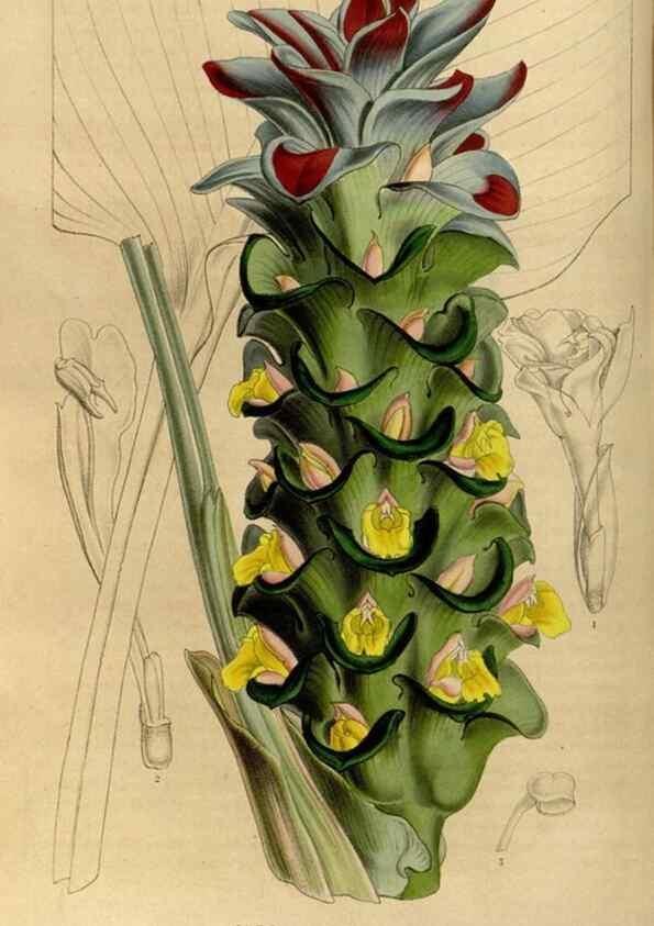 Reproducción/Reproduction 49492651391: Flore des serres et des jardins de l'Europe. A Gand :chez Louis van Houtte, eÌditeur,1845-1880.. 