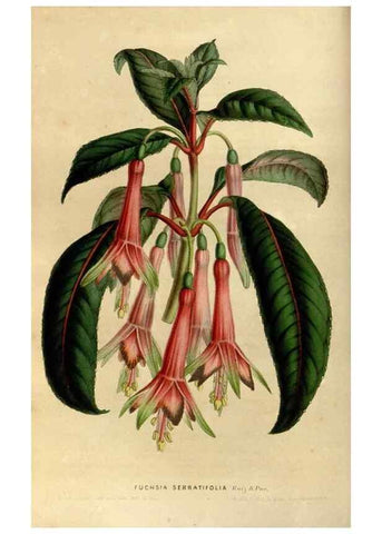 Reproducción/Reproduction 49492861737: Flore des serres et des jardins de l'Europe. A Gand :chez Louis van Houtte, eÌditeur,1845-1880.. 
