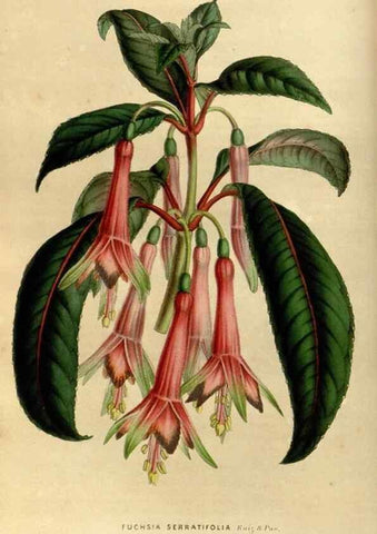Reproducción/Reproduction 49492861737: Flore des serres et des jardins de l'Europe. A Gand :chez Louis van Houtte, eÌditeur,1845-1880.. 