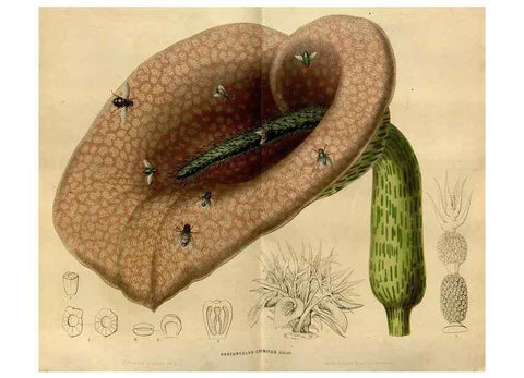 Reproducción/Reproduction 49492650506: Flore des serres et des jardins de l'Europe. A Gand :chez Louis van Houtte, eÌditeur,1845-1880.. 