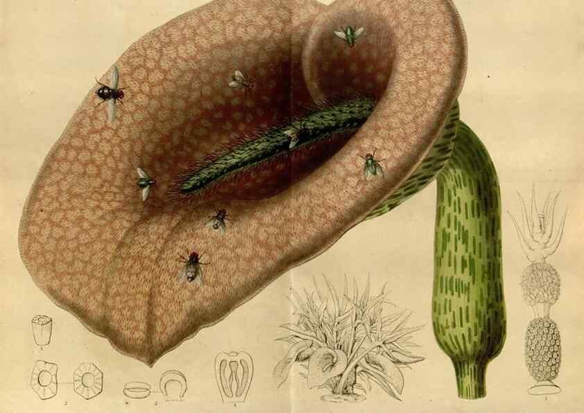 Reproducción/Reproduction 49492650506: Flore des serres et des jardins de l'Europe. A Gand :chez Louis van Houtte, eÌditeur,1845-1880.. 
