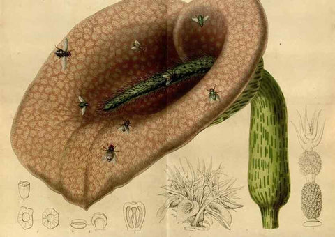 Reproducción/Reproduction 49492650506: Flore des serres et des jardins de l'Europe. A Gand :chez Louis van Houtte, eÌditeur,1845-1880.. 
