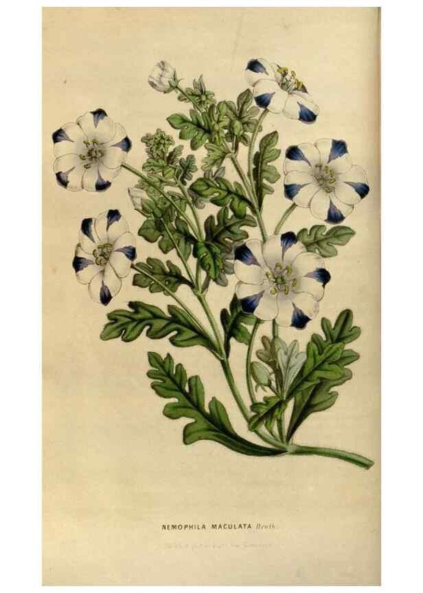 Reproducción/Reproduction 49492854517: Flore des serres et des jardins de l'Europe. A Gand :chez Louis van Houtte, eÌditeur,1845-1880.. 