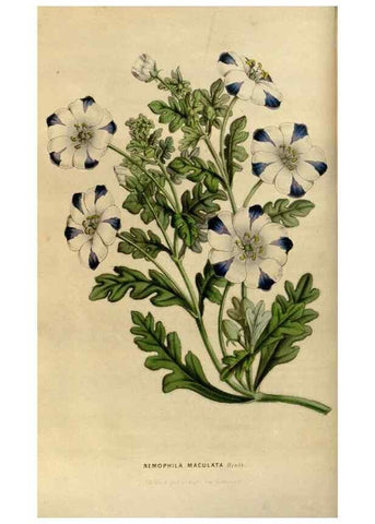 Reproducción/Reproduction 49492854517: Flore des serres et des jardins de l'Europe. A Gand :chez Louis van Houtte, eÌditeur,1845-1880.. 