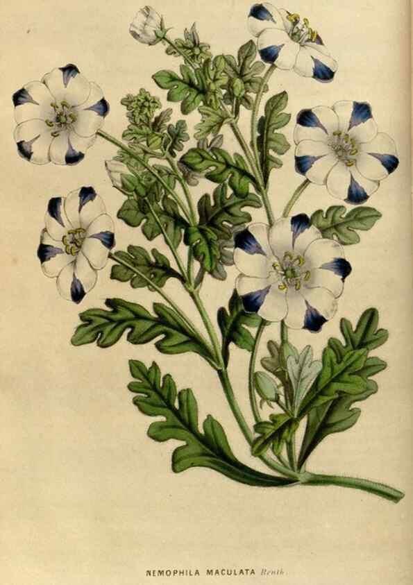 Reproducción/Reproduction 49492854517: Flore des serres et des jardins de l'Europe. A Gand :chez Louis van Houtte, eÌditeur,1845-1880.. 