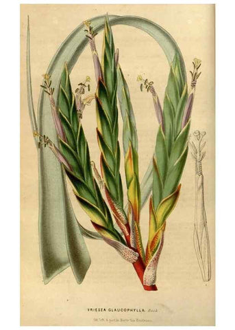 Reproducción/Reproduction 49492643901: Flore des serres et des jardins de l'Europe. A Gand :chez Louis van Houtte, eÌditeur,1845-1880.. 