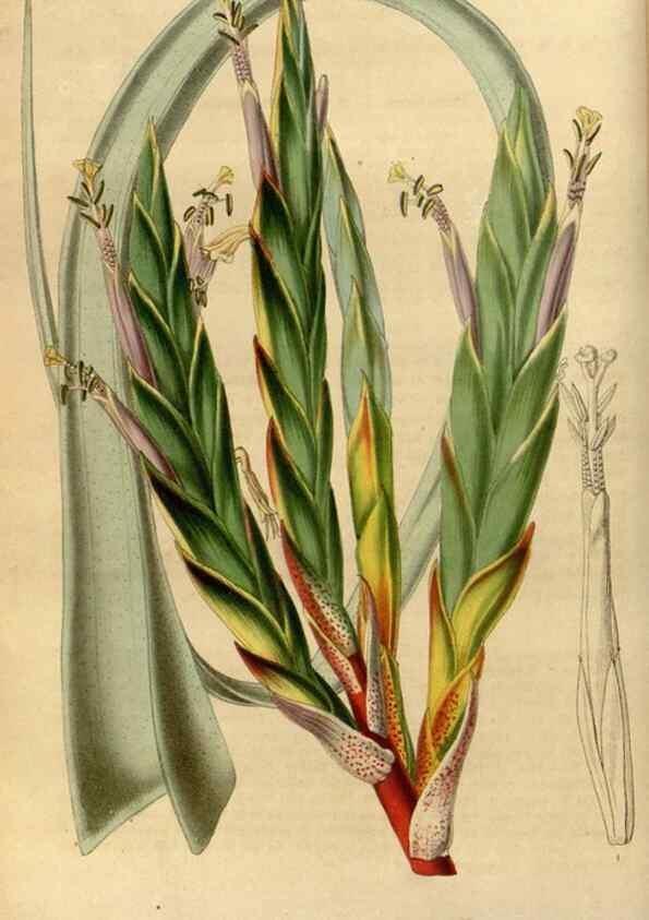Reproducción/Reproduction 49492643901: Flore des serres et des jardins de l'Europe. A Gand :chez Louis van Houtte, eÌditeur,1845-1880.. 