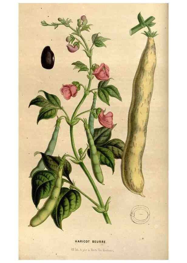 Reproducción/Reproduction 49492855362: Flore des serres et des jardins de l'Europe. A Gand :chez Louis van Houtte, eÌditeur,1845-1880.. 
