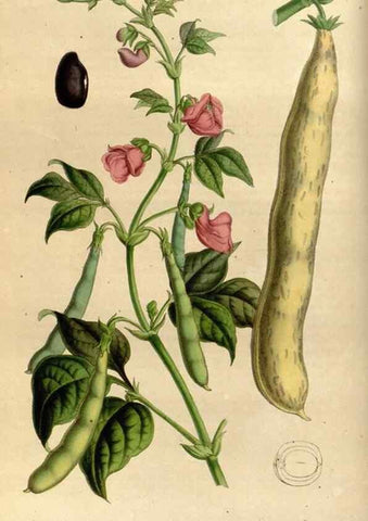 Reproducción/Reproduction 49492855362: Flore des serres et des jardins de l'Europe. A Gand :chez Louis van Houtte, eÌditeur,1845-1880.. 